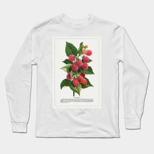 Cuthbert Raspberry lithograph (1900) Long Sleeve T-Shirt